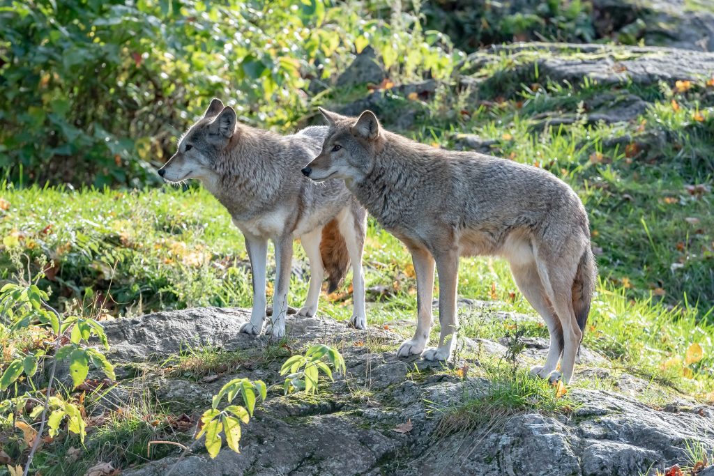 Deux loups sur des rochers. 